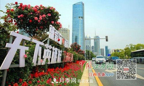 打造30條月季大道 江西南昌月季滿(mǎn)城綻放(圖2)