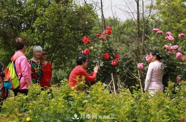 江西南昌：***美南昌四月天 市花月季花滿(mǎn)城(圖1)
