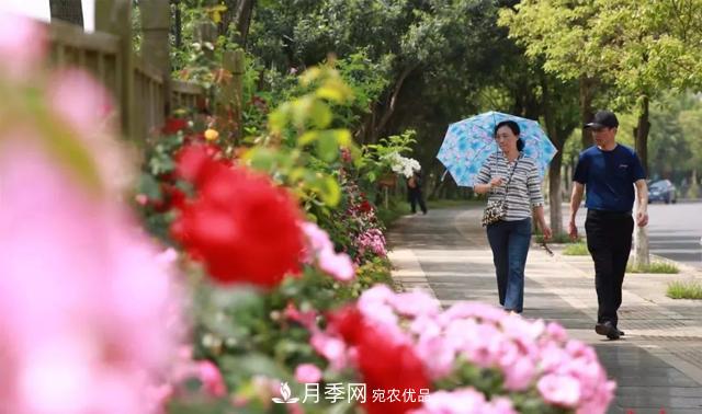 江西南昌：***美南昌四月天 市花月季花滿(mǎn)城(圖2)