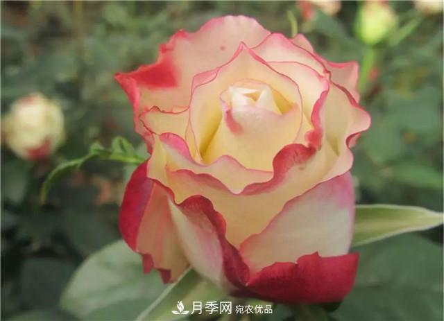 云南錦海舉辦月季新優(yōu)品種推介會(huì ) 56個(gè)切花月季新品種各展嬌姿(圖4)
