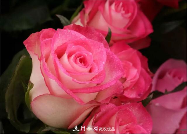 云南錦海舉辦月季新優(yōu)品種推介會(huì ) 56個(gè)切花月季新品種各展嬌姿(圖5)