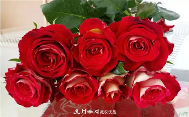 云南錦海舉辦月季新優(yōu)品種推介會(huì ) 56個(gè)切花月季新品種各展嬌姿(圖6)