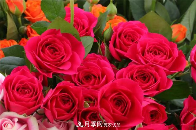 云南錦海舉辦月季新優(yōu)品種推介會(huì ) 56個(gè)切花月季新品種各展嬌姿(圖7)