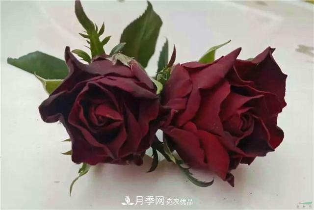 云南錦海舉辦月季新優(yōu)品種推介會(huì ) 56個(gè)切花月季新品種各展嬌姿(圖1)
