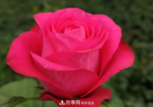 云南錦海舉辦月季新優(yōu)品種推介會(huì ) 56個(gè)切花月季新品種各展嬌姿(圖2)