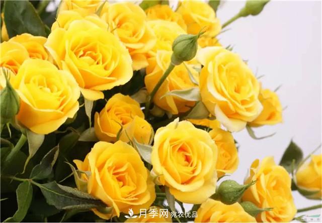 云南錦海舉辦月季新優(yōu)品種推介會(huì ) 56個(gè)切花月季新品種各展嬌姿(圖3)