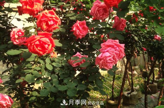 綠化種植后，月季樹(shù)還會(huì )長(cháng)粗嗎？(圖3)