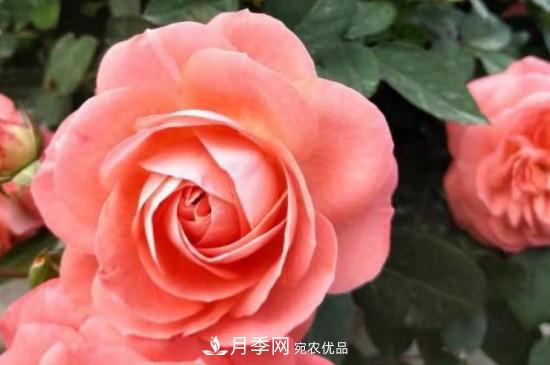 月季長(cháng)綠色蚜蟲(chóng)怎么辦？(圖2)