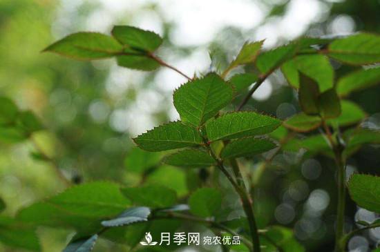 月季長(cháng)綠色蚜蟲(chóng)怎么辦？(圖1)