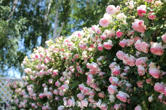 灌木月季可以用來(lái)做拱門(mén)造型嗎？(圖2)
