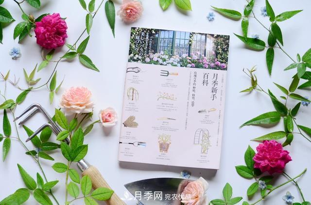 《月季新手百科》，不只是給新手看的月季百科寶典(圖2)