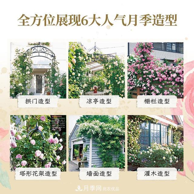 《月季新手百科》，不只是給新手看的月季百科寶典(圖3)