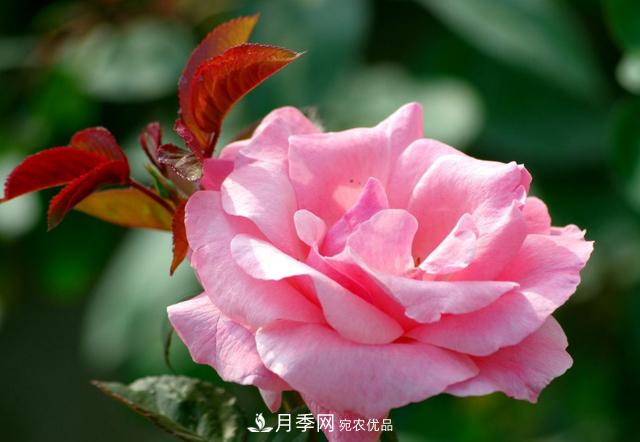 月季花怎樣扦插？現在的季節合適嗎？(圖1)
