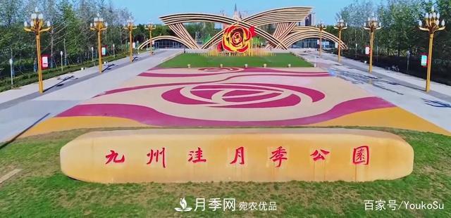 來(lái)山東聊城九州洼月季公園，邂逅璀璨月季花海(圖1)