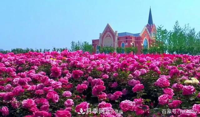 來(lái)山東聊城九州洼月季公園，邂逅璀璨月季花海(圖3)