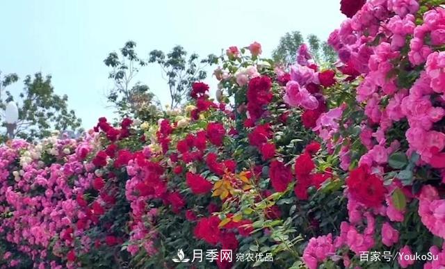 來(lái)山東聊城九州洼月季公園，邂逅璀璨月季花海(圖5)