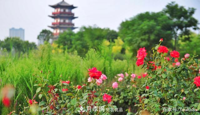 來(lái)山東聊城九州洼月季公園，邂逅璀璨月季花海(圖4)