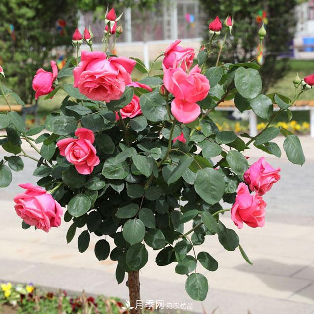 月季樹(shù)：高貴典雅、花色花型多樣，這個(gè)樹(shù)狀月季美麗極了(圖2)