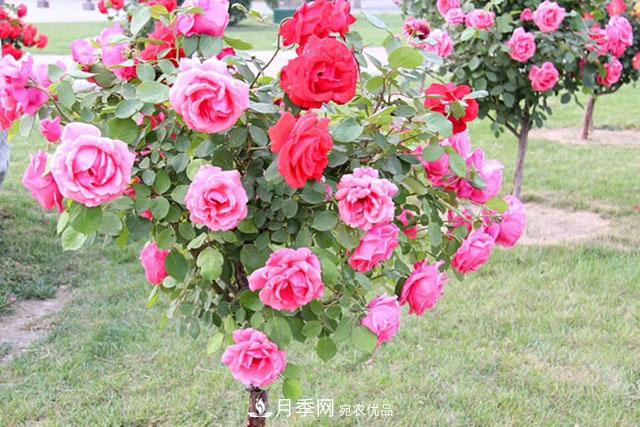 月季樹(shù)：高貴典雅、花色花型多樣，這個(gè)樹(shù)狀月季美麗極了(圖3)
