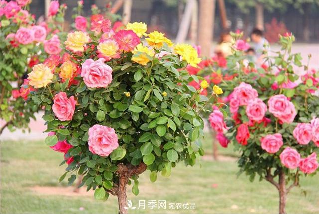 城市綠化就用月季樹(shù)，談月季樹(shù)在城市中的廣泛應用(圖4)