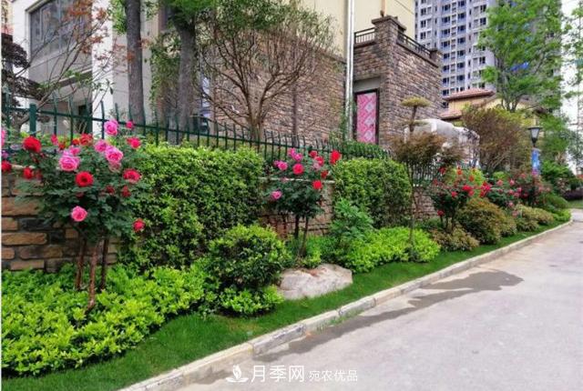城市綠化就用月季樹(shù)，談月季樹(shù)在城市中的廣泛應用(圖6)