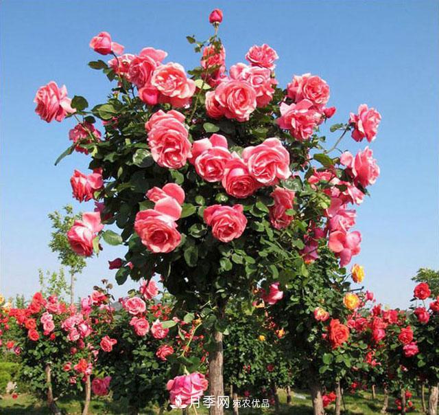 怎么養護月季樹(shù)？開(kāi)花朵朵不倒伏，了解這幾點(diǎn)(圖1)