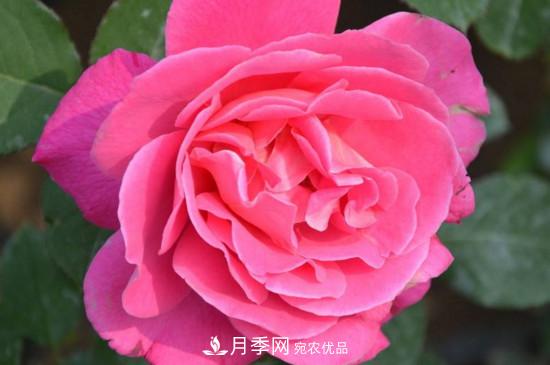 常見(jiàn)的月季的主要蟲(chóng)害有哪些？(圖1)
