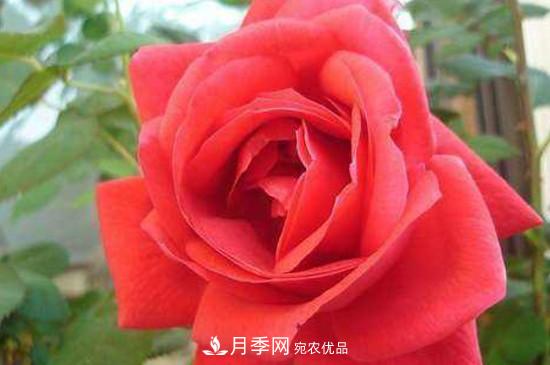 常見(jiàn)的月季的主要蟲(chóng)害有哪些？(圖2)