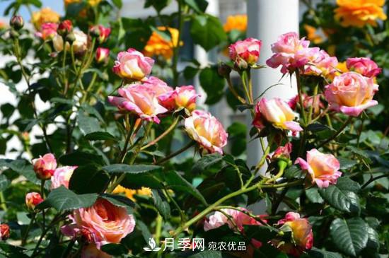 夏天月季多久澆水？(圖1)