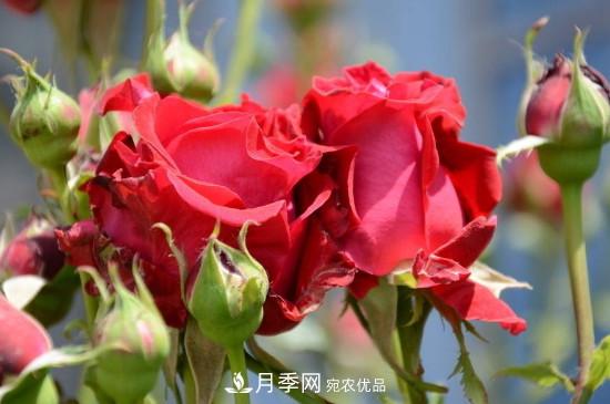 夏天月季多久澆水？(圖2)