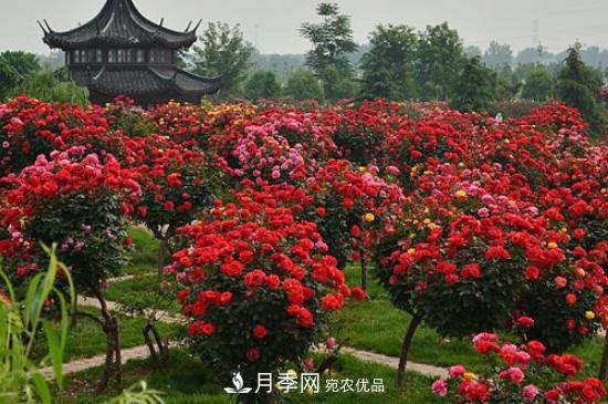月季之鄉，南陽(yáng)月季基地在哪里？(圖1)