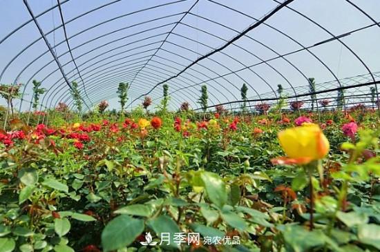 月季之鄉，南陽(yáng)月季基地在哪里？(圖2)