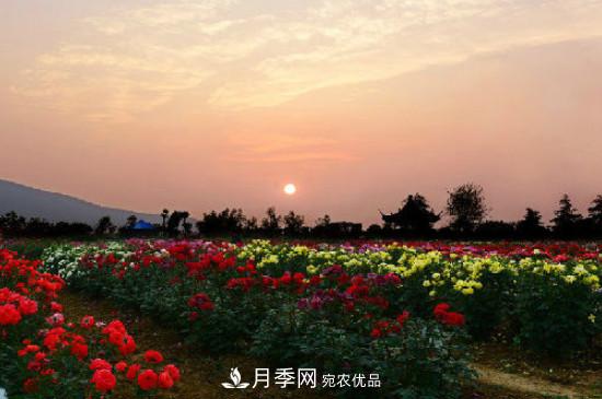 月季之鄉，南陽(yáng)月季基地在哪里？(圖3)