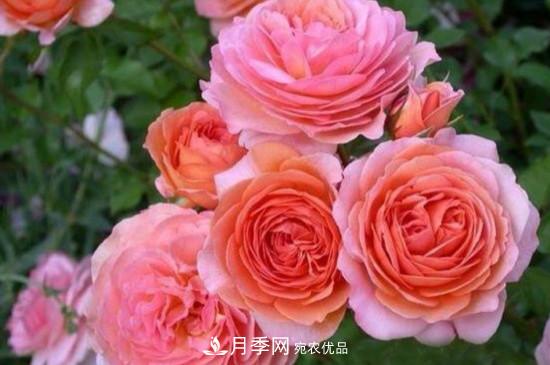 月季上有蜘蛛網(wǎng)怎么辦？解決辦法(圖1)