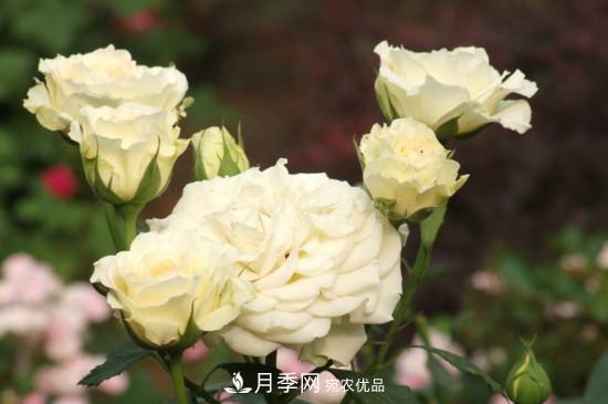 月季上有蜘蛛網(wǎng)怎么辦？解決辦法(圖2)