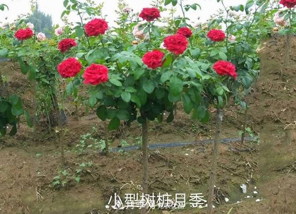 小型樹(shù)樁月季，小月季樹(shù)批發(fā)價(jià)格(圖2)