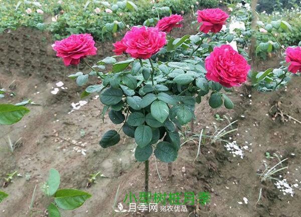 小型樹(shù)樁月季，小月季樹(shù)批發(fā)價(jià)格(圖3)