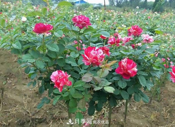 小型樹(shù)樁月季，小月季樹(shù)批發(fā)價(jià)格(圖4)