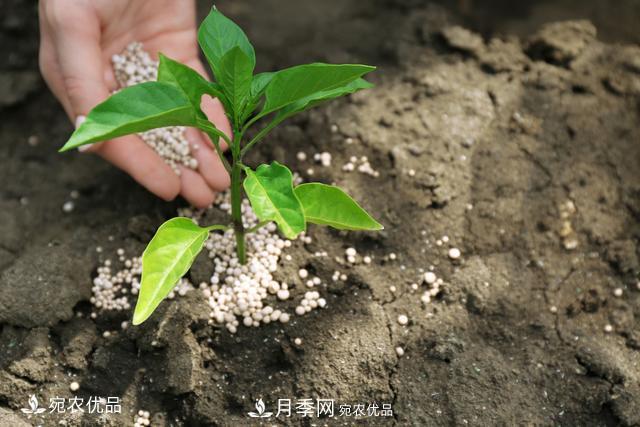 苗木種植成活率控制技術(shù)，及種植前的準備工作(圖6)