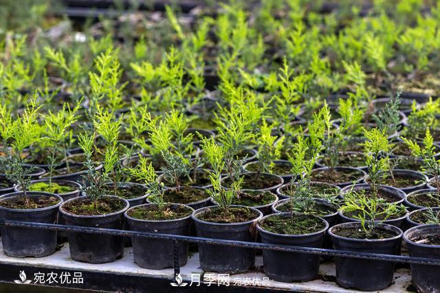 苗木種植成活率控制技術(shù)，及種植前的準備工作(圖5)