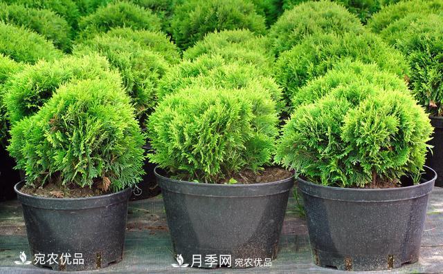 苗木種植成活率控制技術(shù)，及種植前的準備工作(圖3)