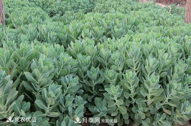 苗木種植成活率控制技術(shù)，及種植前的準備工作(圖1)
