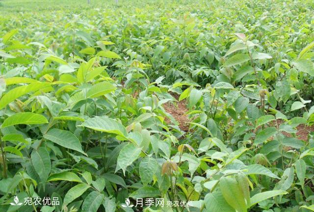 苗木種植成活率控制技術(shù)，及種植前的準備工作(圖2)