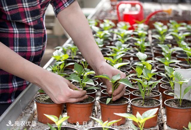 苗木種植成活率控制技術(shù)，及種植前的準備工作(圖4)