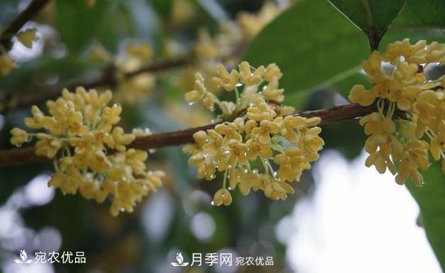 南陽(yáng)苗木基地盤(pán)點(diǎn)桂花樹(shù)的四大品種，哪種***香***好***名貴？(圖1)