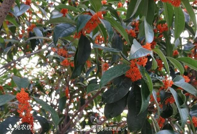 南陽(yáng)苗木基地盤(pán)點(diǎn)桂花樹(shù)的四大品種，哪種***香***好***名貴？(圖3)