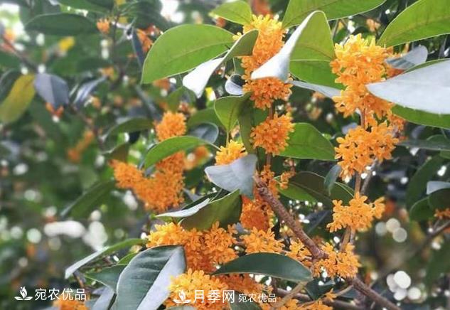 南陽(yáng)苗木基地盤(pán)點(diǎn)桂花樹(shù)的四大品種，哪種***香***好***名貴？(圖2)