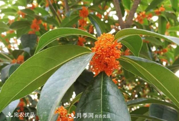 南陽(yáng)苗木基地盤(pán)點(diǎn)桂花樹(shù)的四大品種，哪種***香***好***名貴？(圖4)