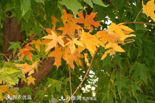 河南綠化苗木五角楓可以嫁接什么樹(shù)？五角楓嫁接技術(shù)和時(shí)間(圖3)