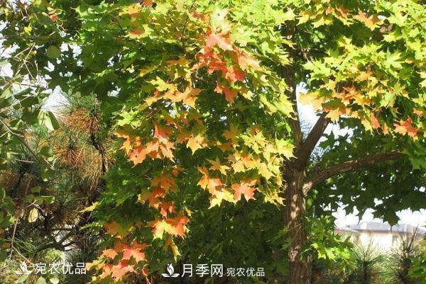河南綠化苗木五角楓可以嫁接什么樹(shù)？五角楓嫁接技術(shù)和時(shí)間(圖1)